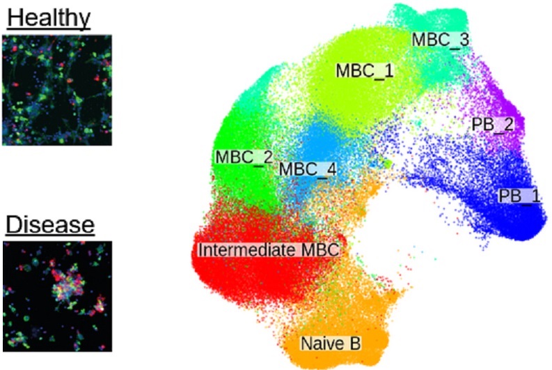 Microscopy view illustrating cellular analysis